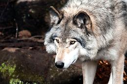 Lupo sbrana un cane: paura tra i residenti del Montello