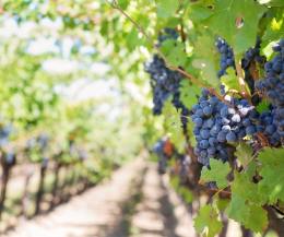 La vendemmia 2024: sfide climatiche, innovazioni tecnologiche e sostenibilità nel settore vinicolo