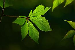 Spinea: un futuro verde e sicuro per tutti