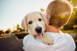 Cane chiuso in un furgone sotto il sole, salvato da vigili del fuoco e polizia locale a Martellago
