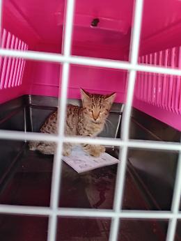 Rubano, gattino intrappolato nel vano motore di un’auto