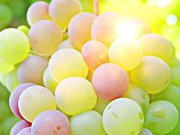 Vicenza, Gambellara celebra la Festa dell'Uva e del Recioto: vino, gastronomia e tradizione