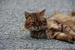 Fiaccolata in memoria di Green: Chioggia si mobilita contro la violenza sugli animali