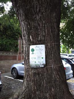Padova si unisce alla campagna europea per valorizzare gli alberi