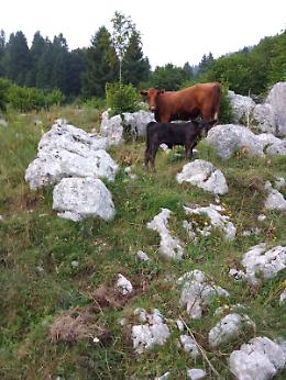 Lupi, cinghiali e piccioni: agricoltori in allarme nell'Alto Vicentino