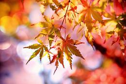 Festa d'autunno a Tonezza del Cimone: tradizioni, sapori e divertimento in montagna