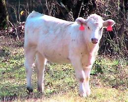 Tragedia in Val Visdende: un anziano ucciso da un toro in fuga