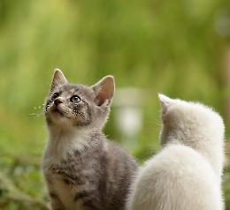 Maltrattamenti animali in Veneto: un problema crescente 