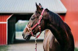 Verona, cavallo spaventato dal temporale finisce in una vasca di liquami: lo salvano i Pompieri
