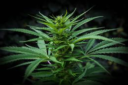 Lite di coppia svela una coltivazione di cannabis: scoperta sorpresa a Vicenza