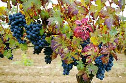 Vendemmia in nero: maxi-multe e sospensioni per le aziende agricole nei Colli Berici