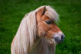 Piovene Rocchette, mini pony: la pet therapy a Fieracavalli