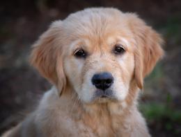 Atto di crudeltà a Badia Polesine: la tragica fine della cagnolina Hope 