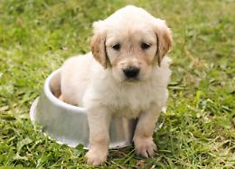 Estate rovente, allarme caldo per cani e gatti: ecco come proteggerli