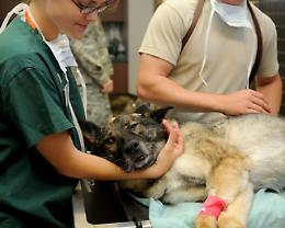 Padova ospita il G7 dei veterinari: tre giorni dedicati alla salute animale