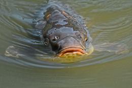 Pescata da record: carpa di 35 chili nel Lago d'Endine segna un nuovo primato italiano