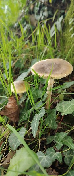 VITTORIO VENETO, MADRE E FIGLIO RICOVERATI PER GRAVE AVVELENAMENTO DA CONSUMO DI FUNGHI
