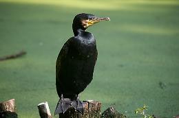 Cormorano e trota marmorata: una convivenza difficile nei corsi d'acqua bellunesi