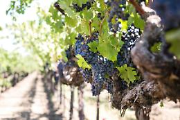 Masi riceve il riconoscimento per la sostenibilità al Best of Wine Tourism Award