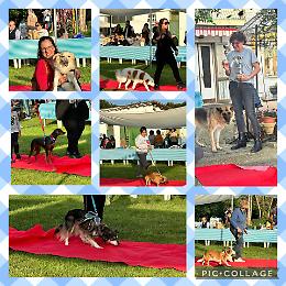 Festa del Bastardone 2024: Una Giornata di Solidarietà e Divertimento al Parco Frapiero