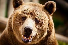 Un orso sorprende il Feltrino: avvistato sul campo da calcio