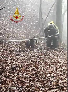 Il cane Lampo caduto in dirupo di oltre 40 metri venerdì, recuperato questa mattina dai Vigili del Fuoco