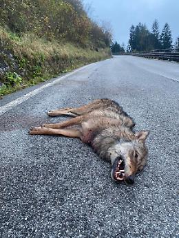 Lorenzago: un'auto investe e uccide due lupi 