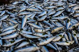 Pesca di frodo a Rovigo: sequestrati 430 Kg di pesce e fermati quattro bracconieri