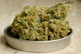 Camisano Vicentino, scoperta serra di marijuana e laboratorio per la cocaina in un capannone
