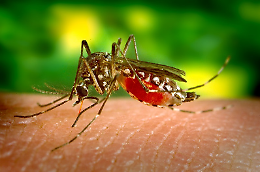 Chikungunya, 19 casi accertati nel Veronese: stop alle sagre e nuove disinfestazioni