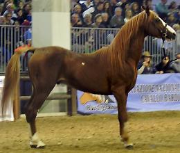 Fieracavalli 2024: successo straordinario con 140mila visitatori e 2.200 cavalli