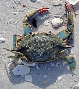 Granchio blu e cambiamenti climatici mettono in ginocchio gli allevamenti di vongole nel Veneto e in Emilia Romagna