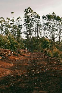 Deforestazione, Donazzan (FdI-ECR): "Rinvio del regolamento ossigeno per le imprese venete"