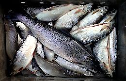 Sequestro di oltre 400 kg di pesce pescato illegalmente nel Delta del Po