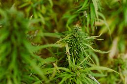 Scoperta piantagione di marijuana a Roncade: due arresti e sequestri importanti