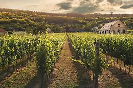 Proroga di 12 mesi per le autorizzazioni di impianto dei vigneti in Veneto