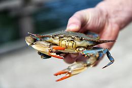 Granchio blu: al via il progetto di studio coordinato dalla Regione e Arpav per salvaguardare il settore della pesca veneta