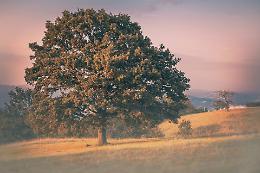 Verde urbano e cambiamento climatico: gli alberi come alleati preziosi per le città