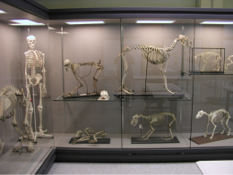 Porte aperte al Museo Didattico di Legnaro
