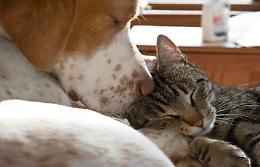 Pet therapy: un abbraccio a quattro zampe per i malati oncologici di Marzana