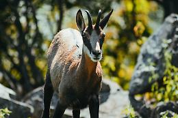 Il camoscio del Monte Grappa: i primi risultati del progetto con Uniss