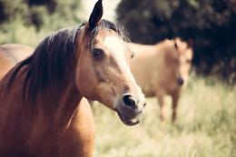 Antica Fiera di Sommacampagna 2025: tradizione, inclusione e il ritorno del cavallo in Villa