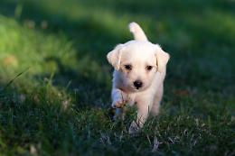 Verona investe nel benessere animale: via al nuovo polo veterinario in via Binelunghe
