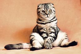 Centri di accoglienza per animali: un aiuto concreto dalla spesa quotidiana