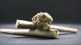Operazione antidroga a Treviso: arrestato un 25enne per traffico di marijuana dalla Spagna