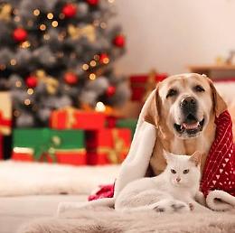 Feste natalizie: come proteggere cani e gatti dai pericoli a tavola