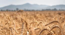 Agricoltura in Veneto: l'incertezza delle polizze assicurative minaccia la stabilità del settore