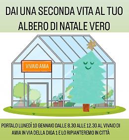 Alberi di Natale: il Comune di Verona attiva un servizio per il recupero dopo le feste