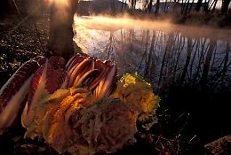 Radicchio Rosso e Tradizioni Venete: al via “Fiori d’Inverno”