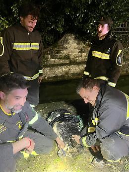 Rosà, cane salvato dai vigili del fuoco: cade in una roggia e rischia l'ipotermia